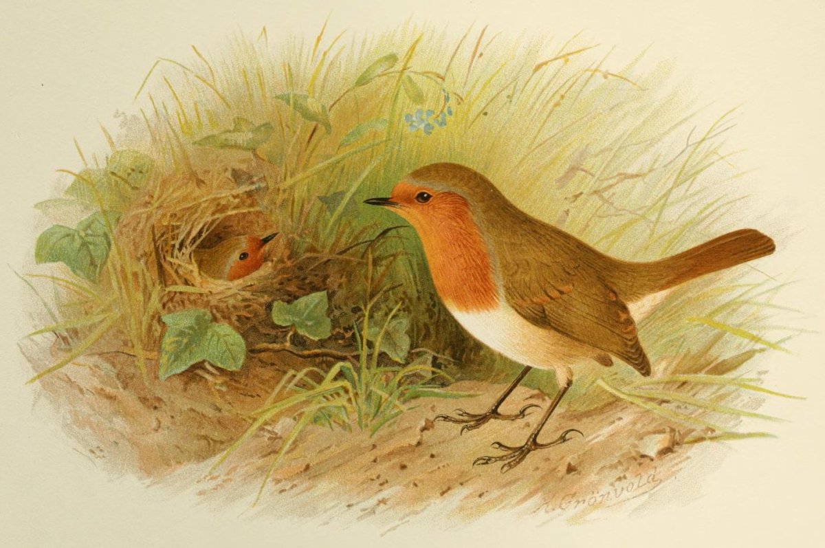 Гнездо зарянки иллюстрации