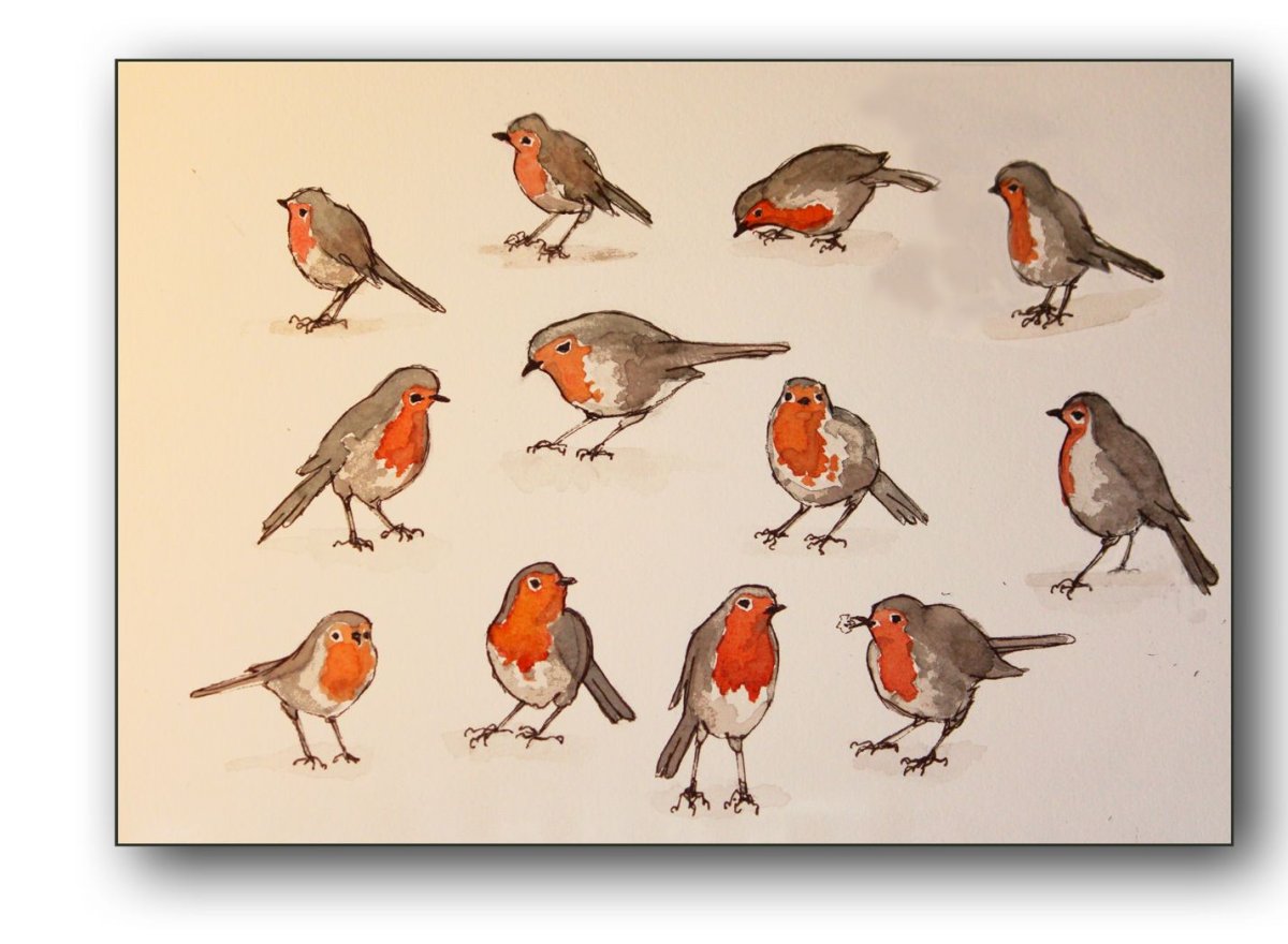 Живая природа. Наброски птиц.