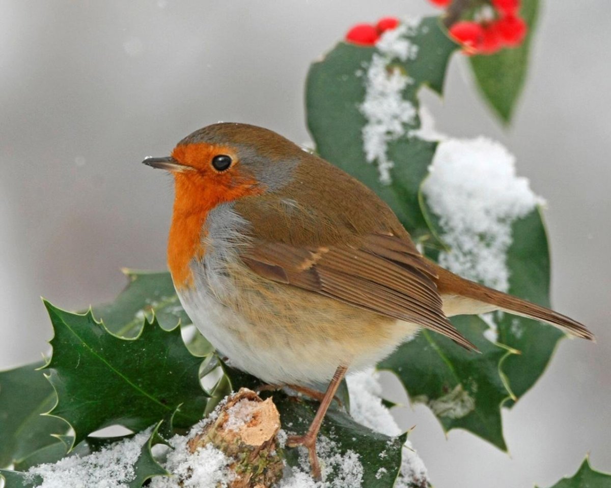 Зарянка птица зимой