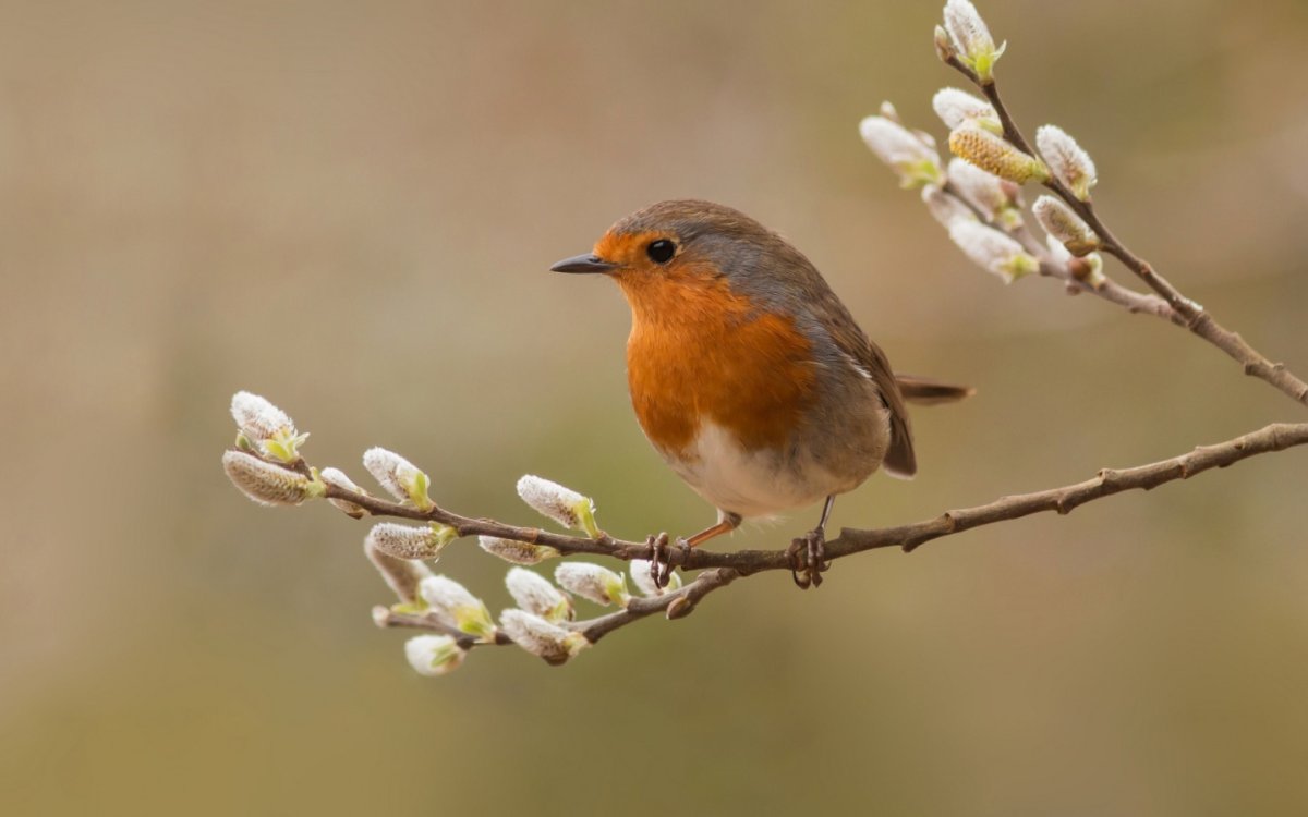 Птичка на ветке