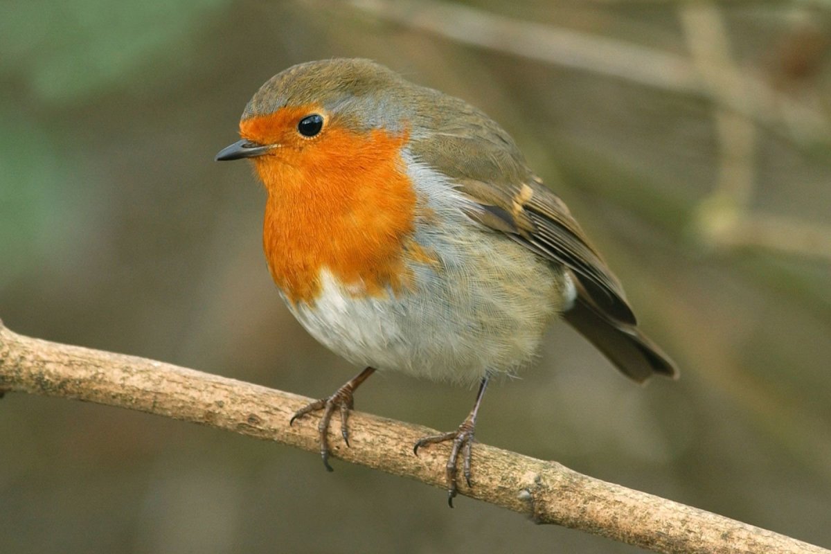 Перелетные птицы Зарянка