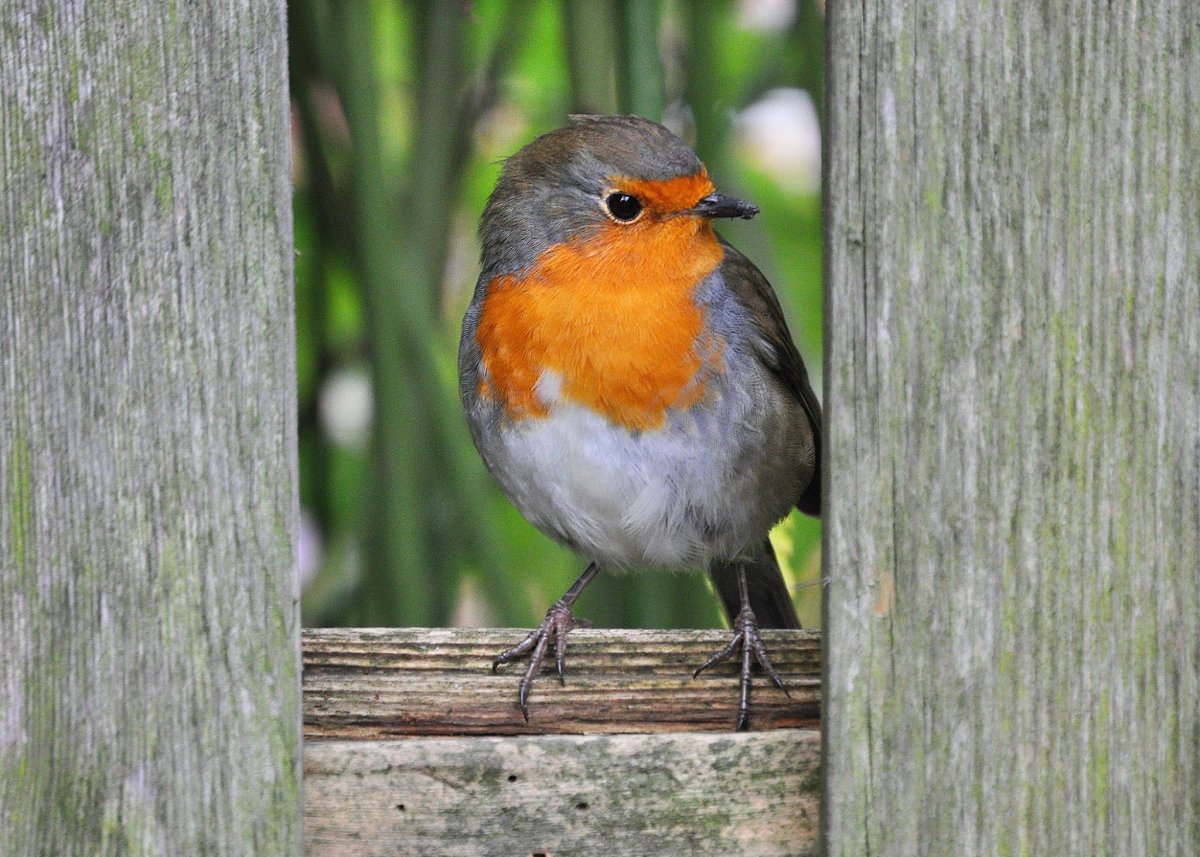 Зарянка птица яйца