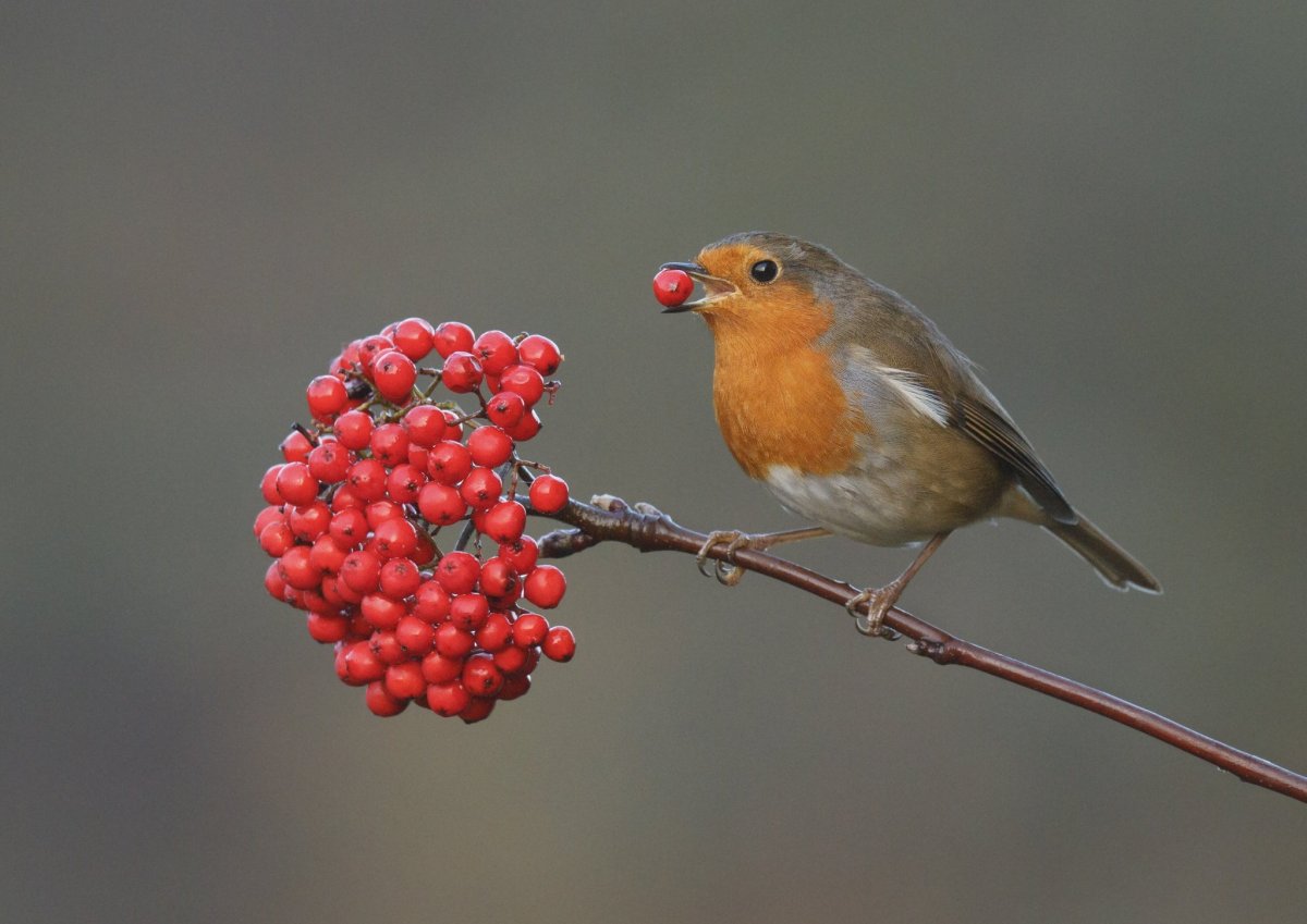 Малиновка на рябине