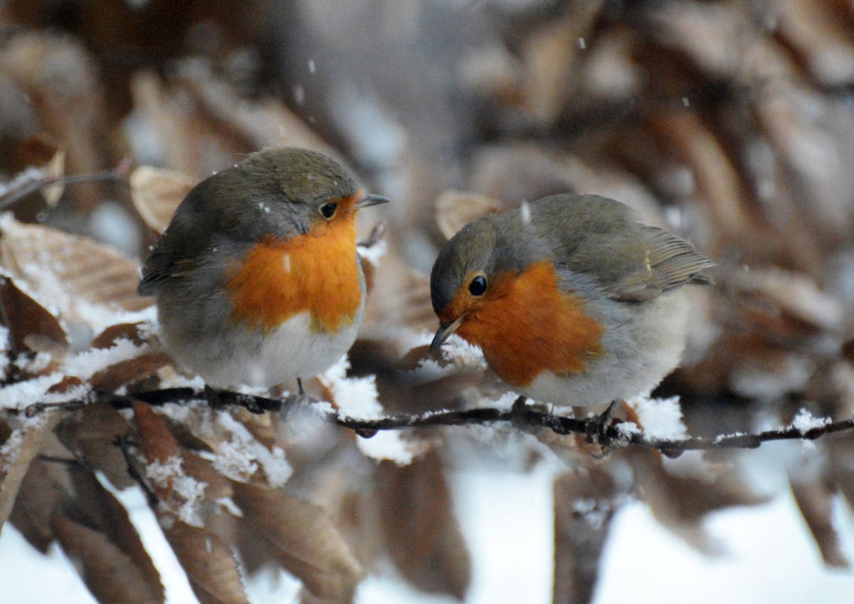 Зарянка фото птицы зимой