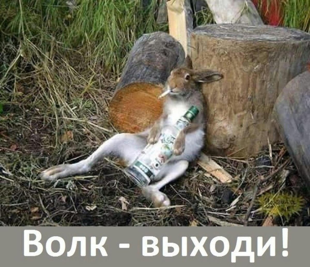 Стих про зайку зайку бросила хозяйка