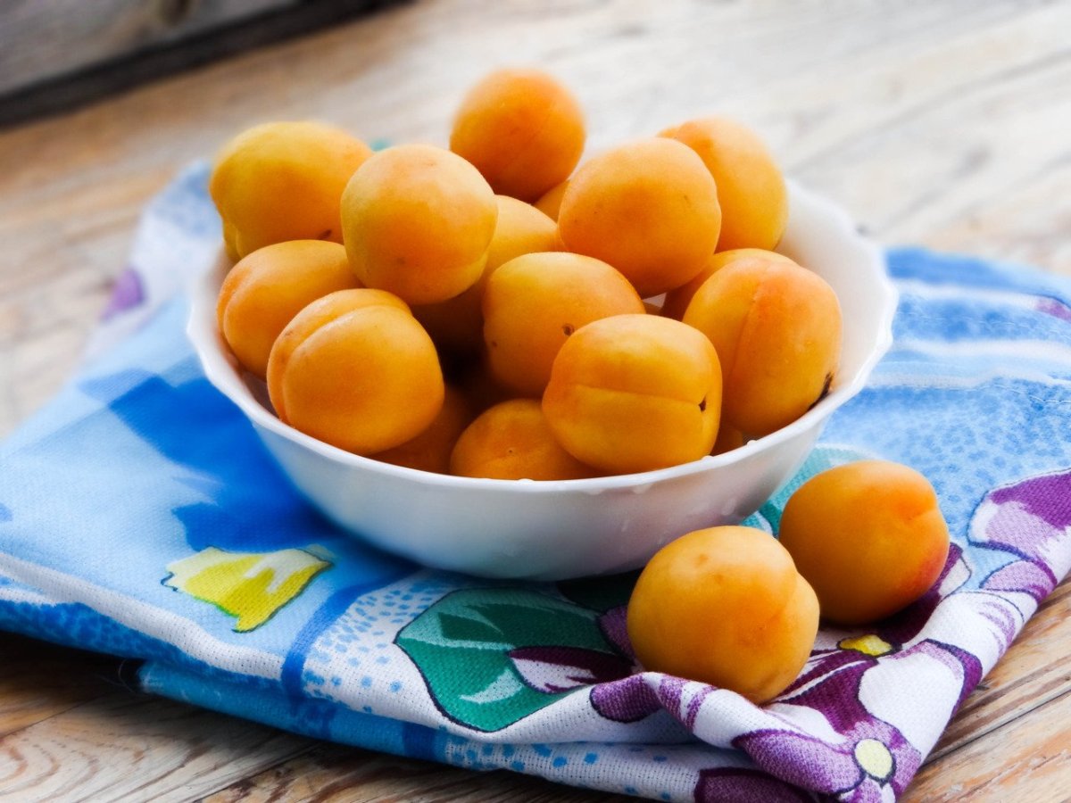 Сорт абрикос ПИНКОТ