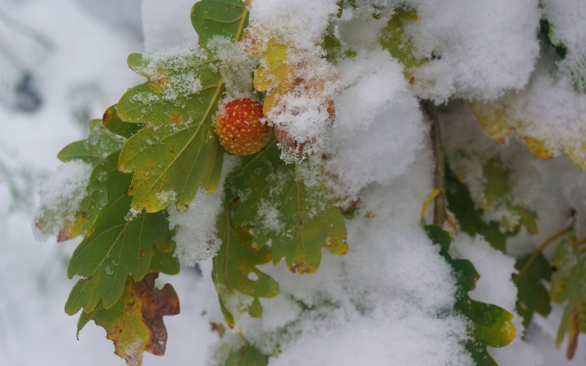Осенние листья в снегу