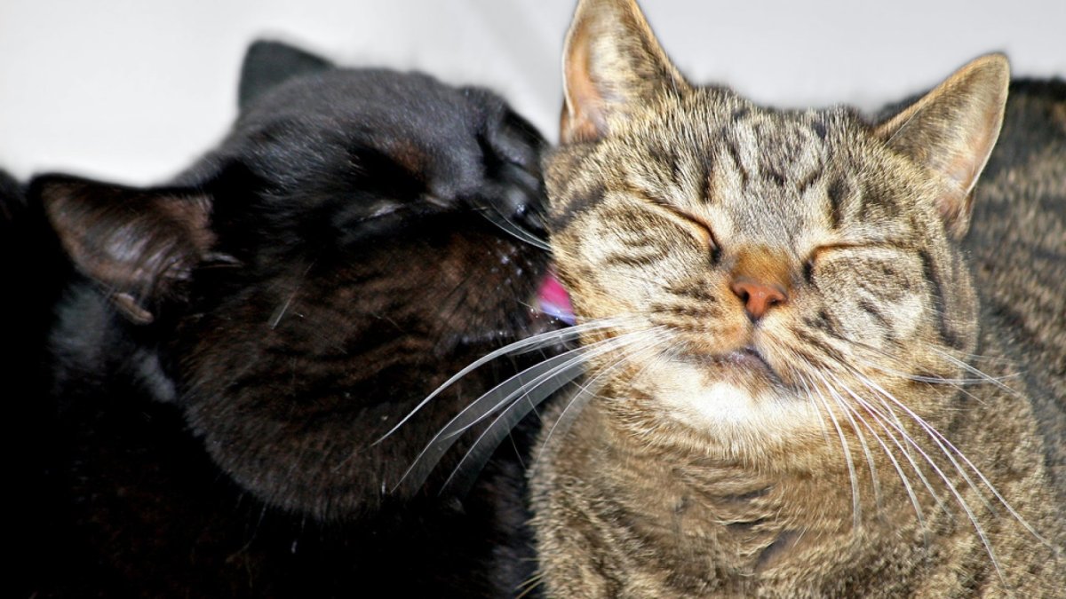 Кошачий разговор