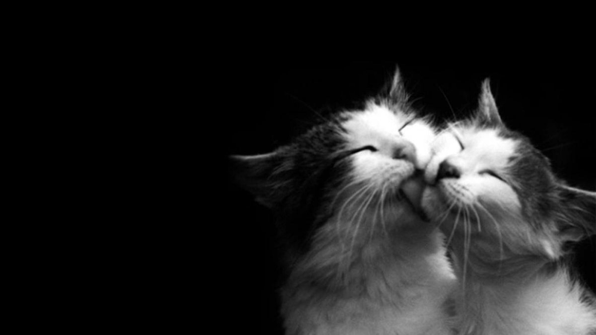 Котики обнимаются
