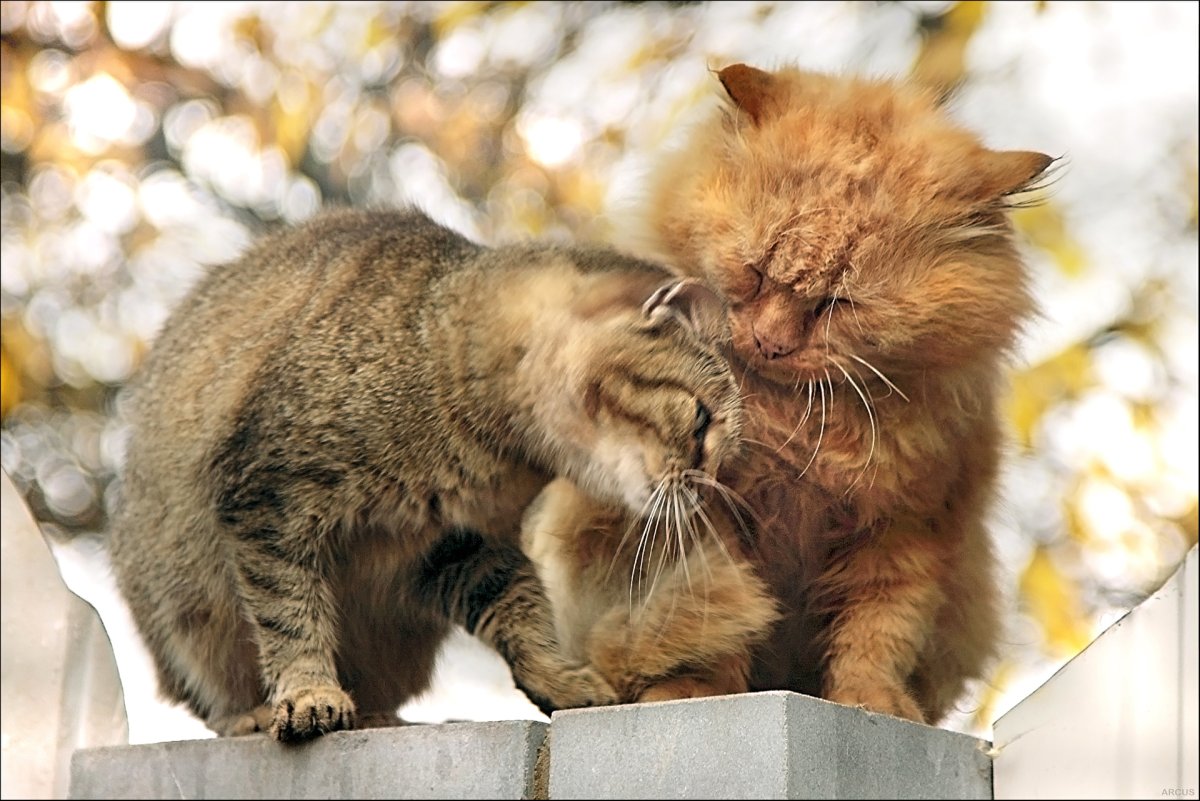 Осень два котика