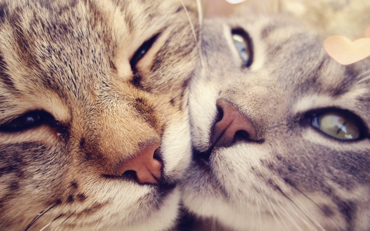 Котики парочка