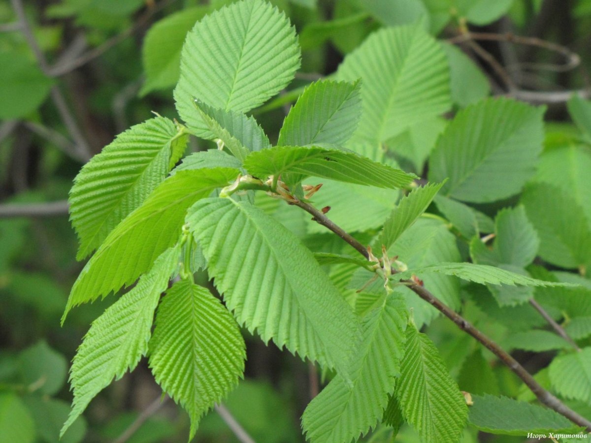 Вяз гладкий (Ulmus laevis)