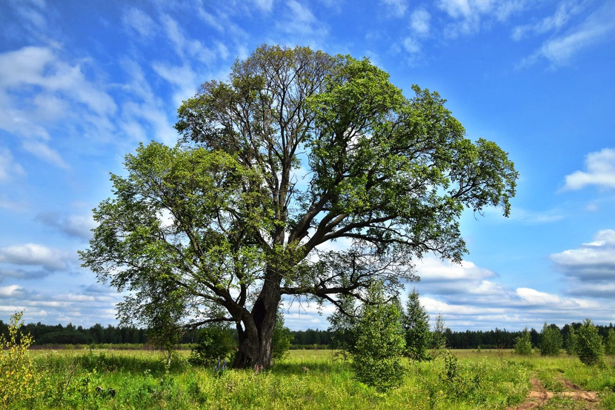 Вяз гладкий (Ulmus laevis)