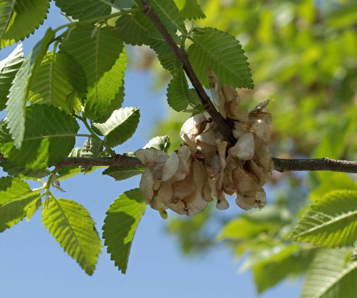 Вяз граболистный (Ulmus suberosa)