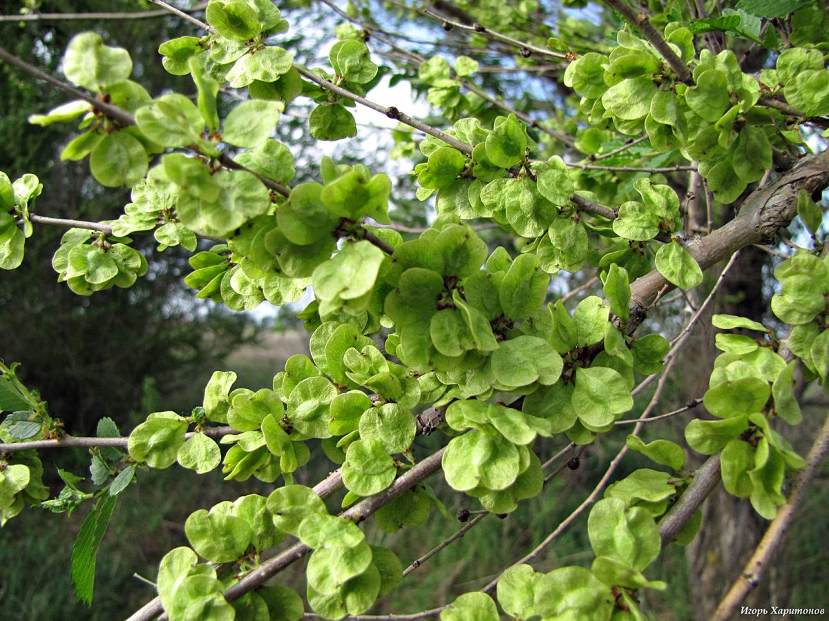 Ulmus Americana