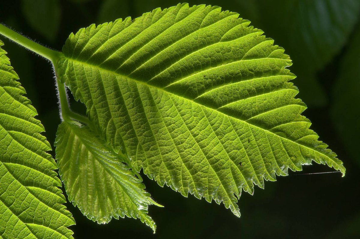 Вяз приземистый (Ulmus pumila l.)
