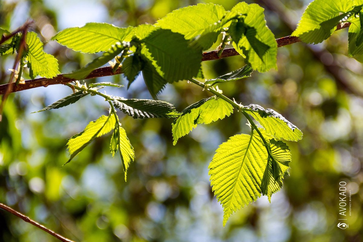Вяз дерево карагач