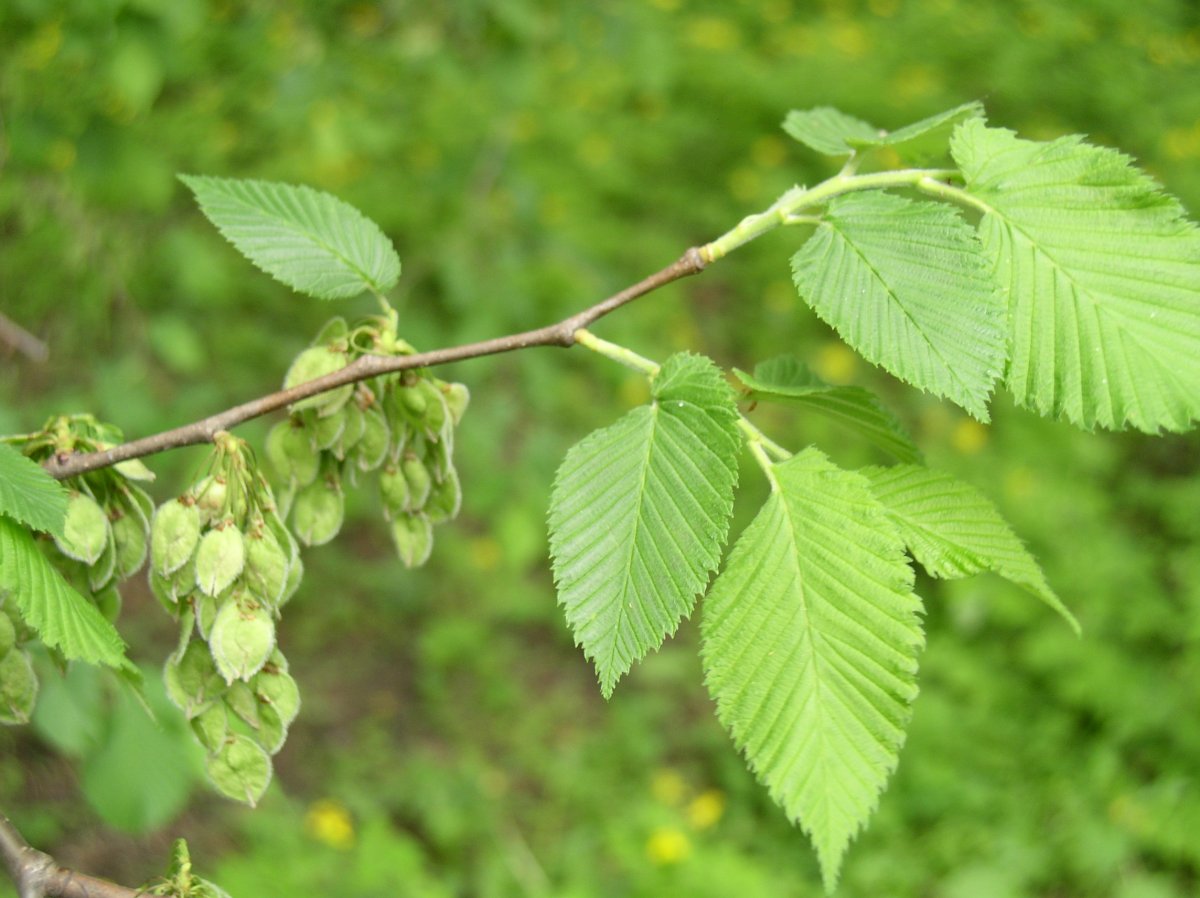 Вяз шершавый (Ulmus glabra)