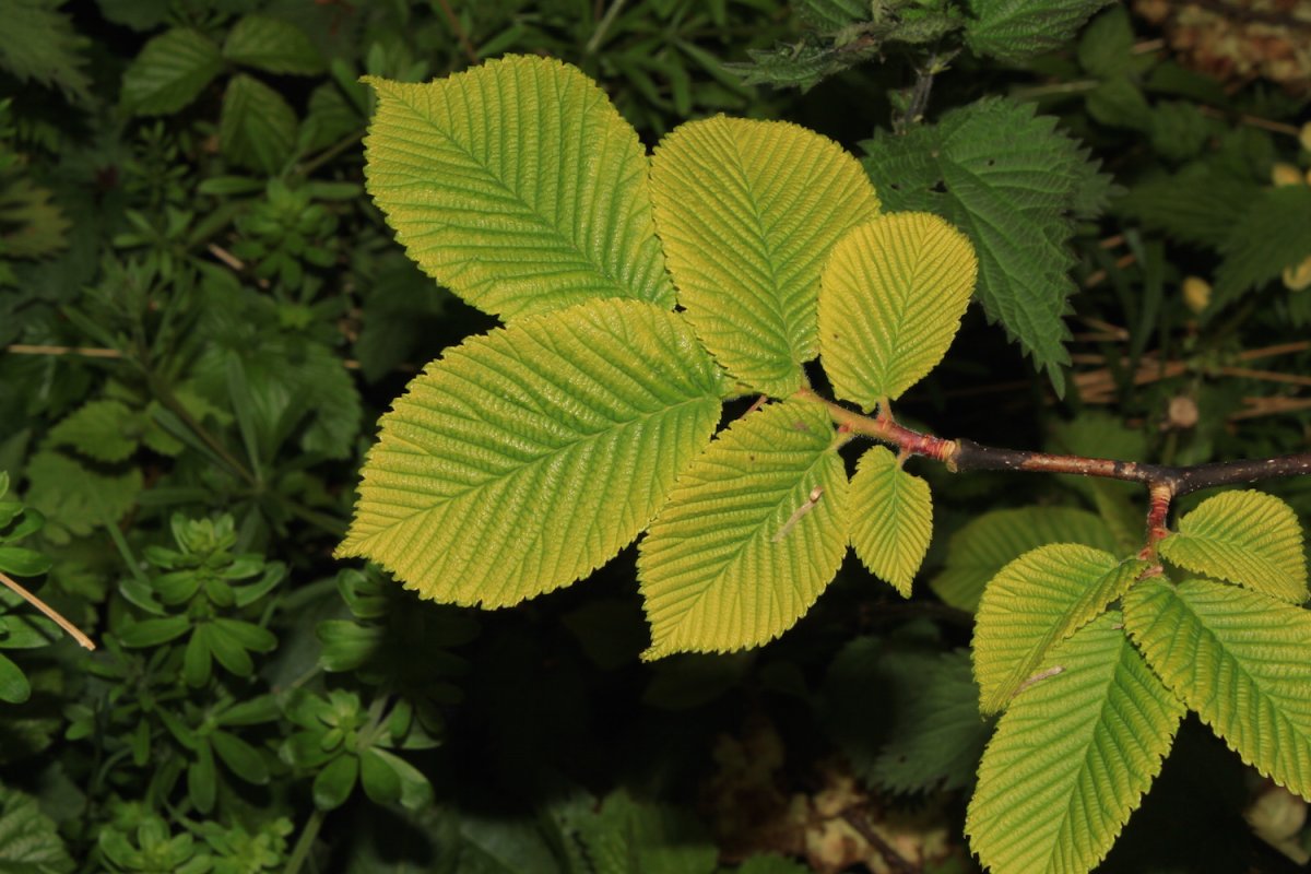 Деревья с мелкой листвой