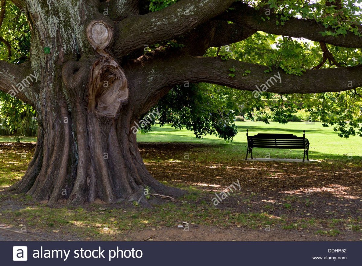 Вяз гладкий Ulmus laevis Pall