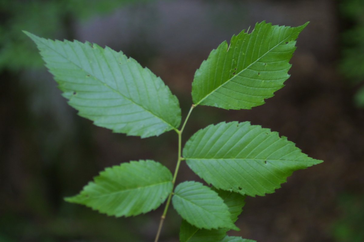 Вяз гладкий (Ulmus laevis)