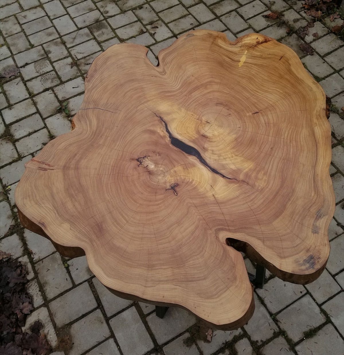 Вяз карагач