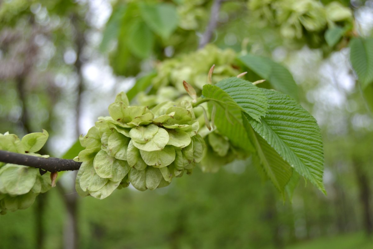 Граб кавказский