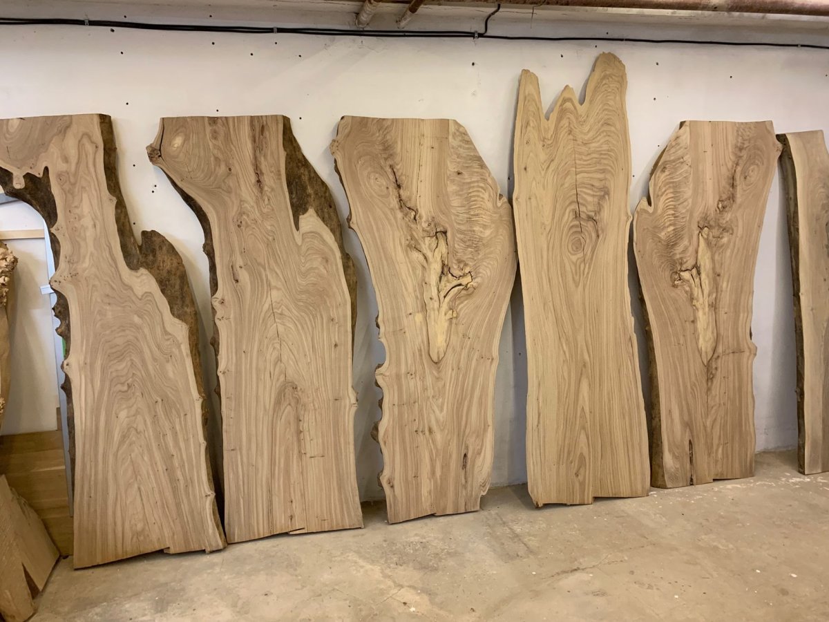 Вяз Давида фото