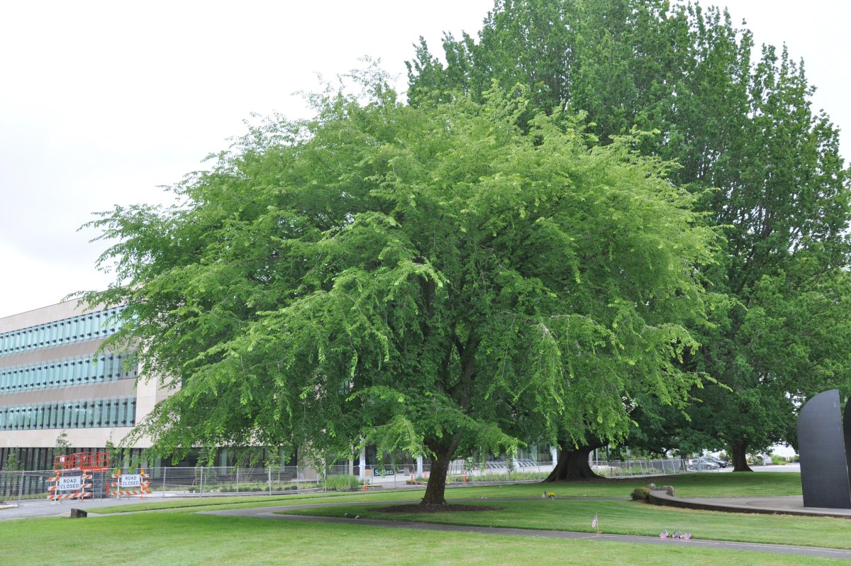 Вяз шершавый (Ильм) — Ulmus glabra