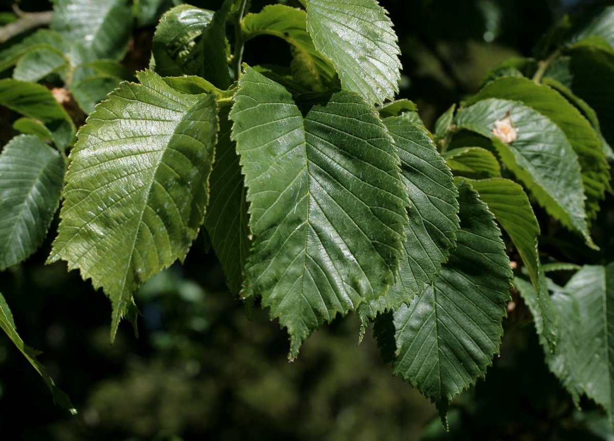 Слэб из карагача