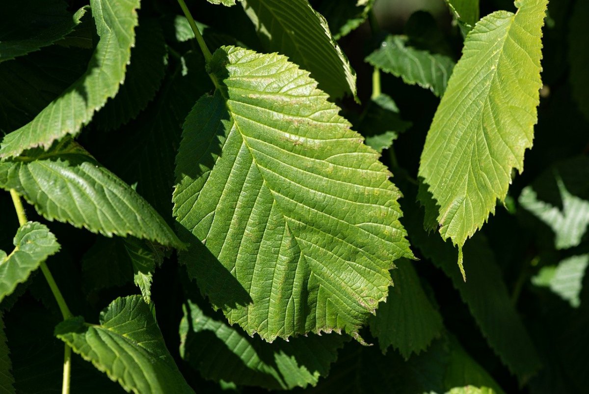 Вяз шершавый (Ulmus glabra)
