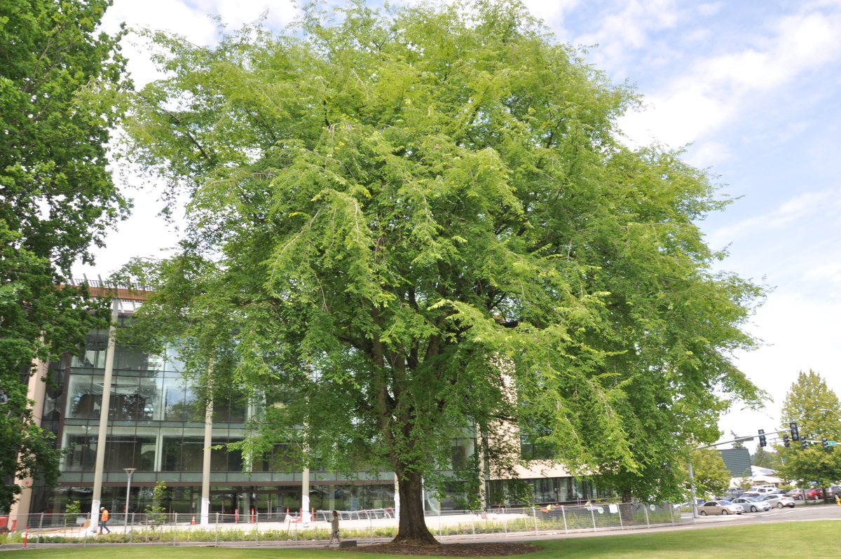Ulmus Americana