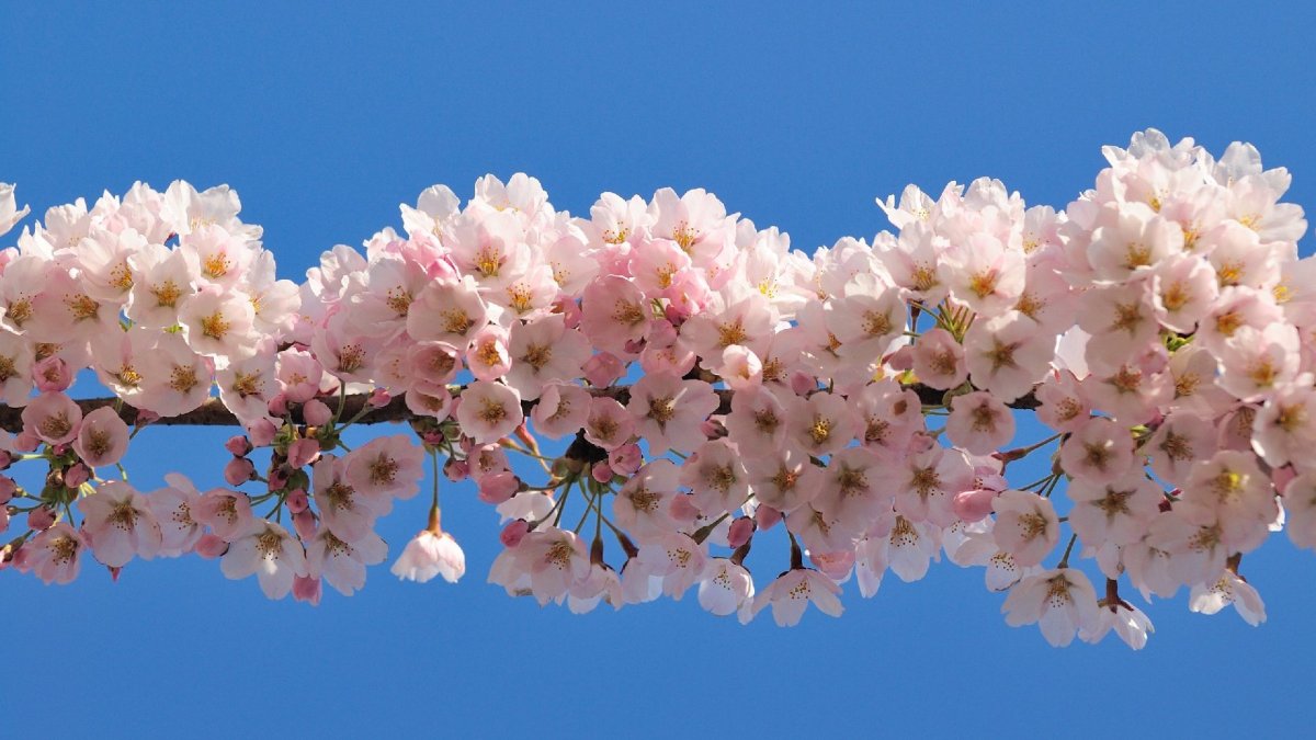 Весна горизонтальные