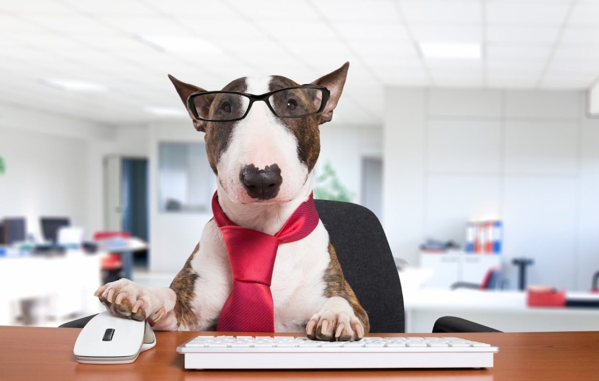 Собака бизнесмен