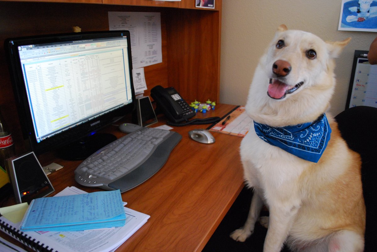 Животные на работе