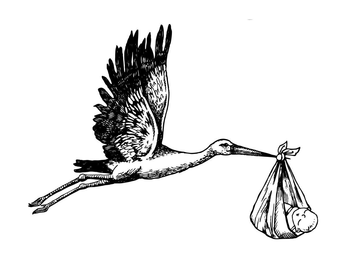 Аист принес