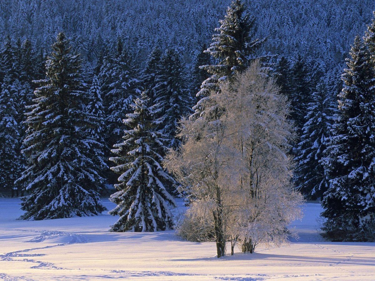 Красивый зимний лес для детей