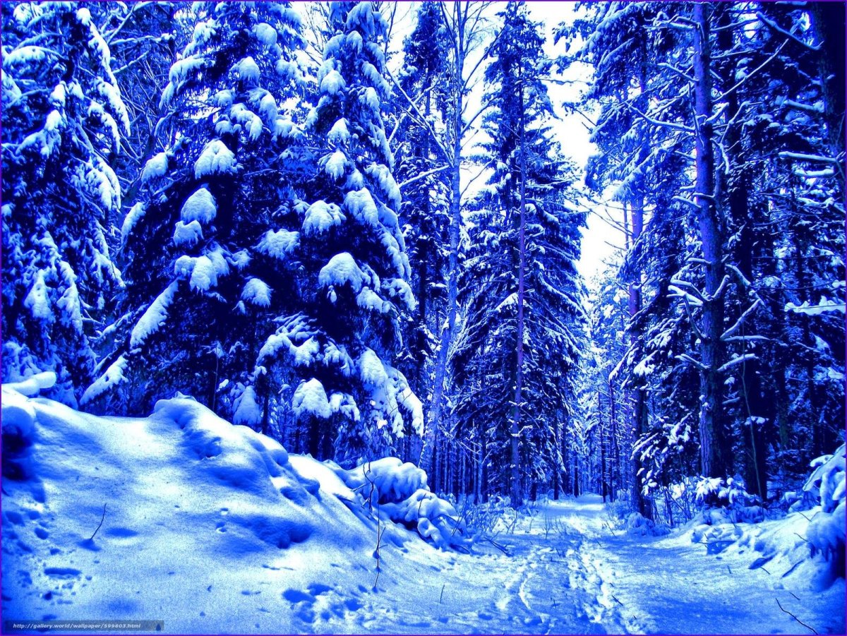 Сказочный лес зимой