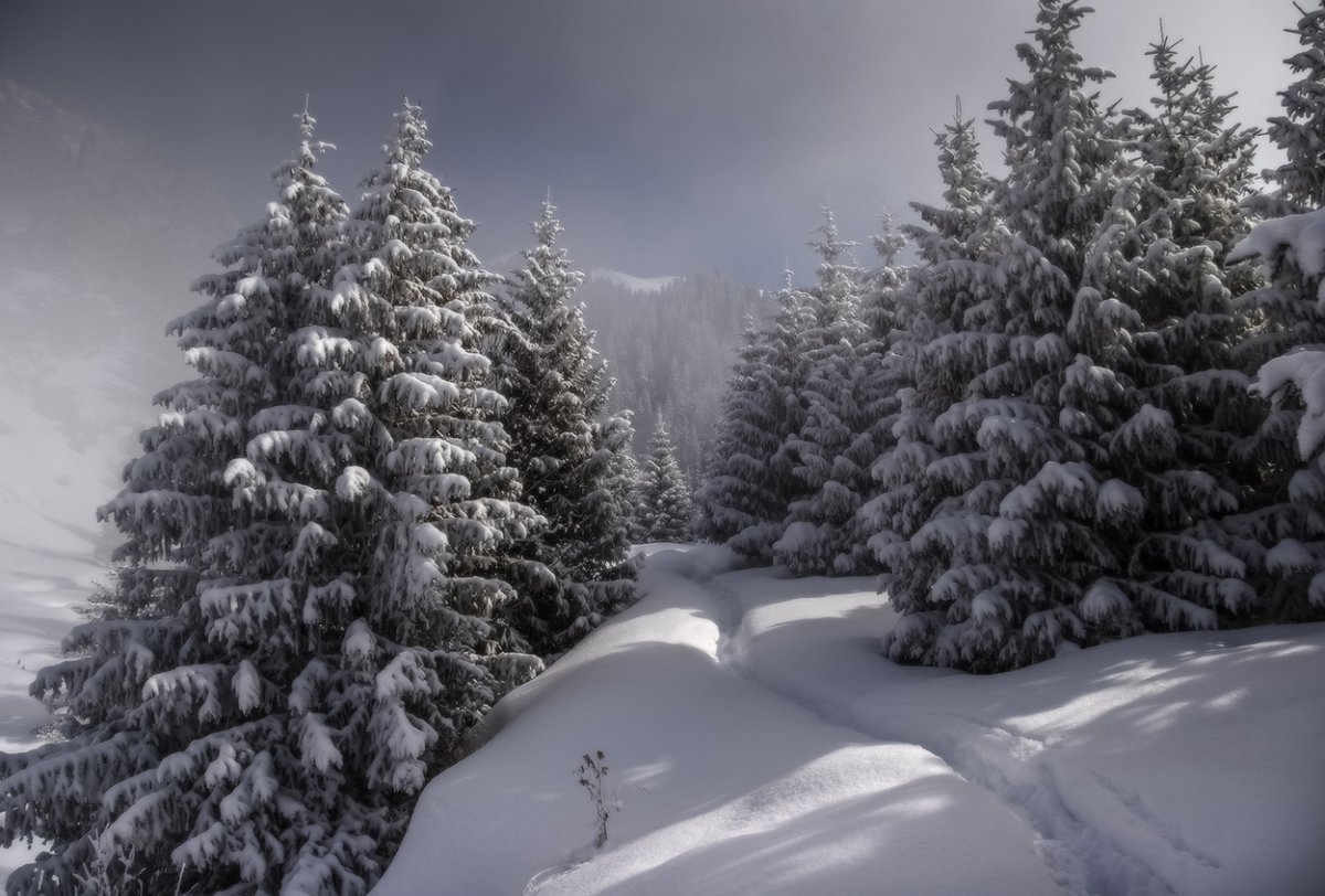 Тропинка в зимнем лесу