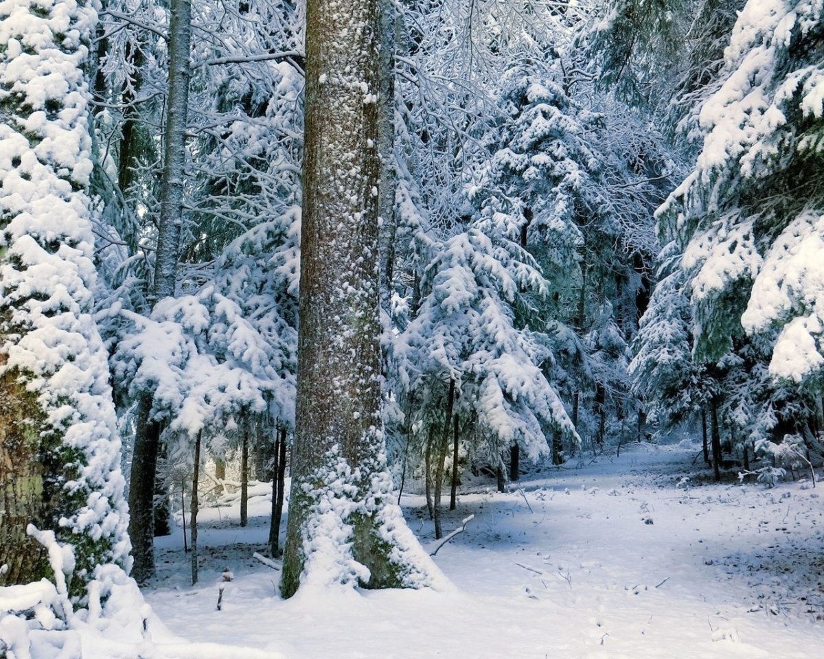 Снежный лес