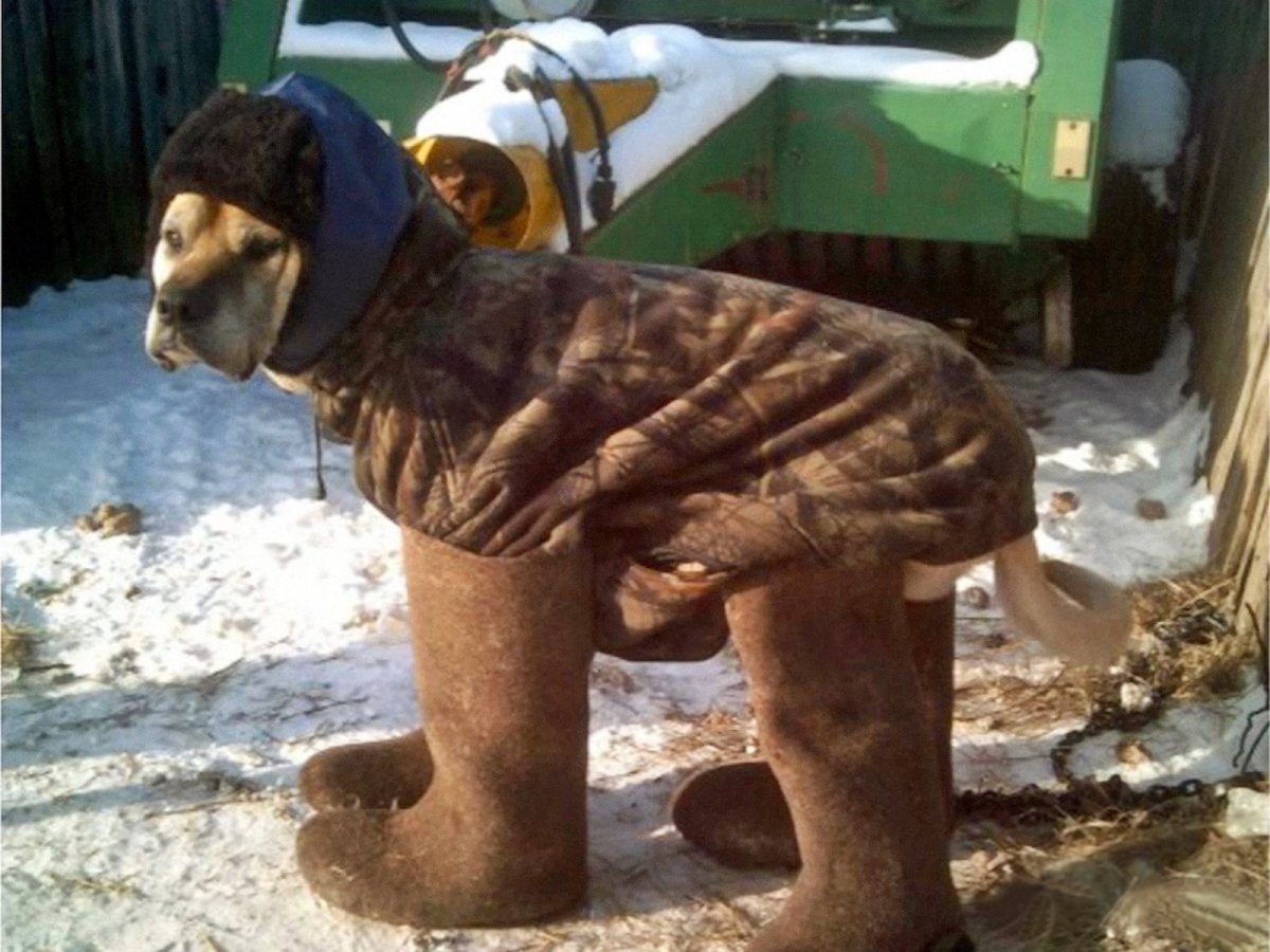 Заяц в пальто