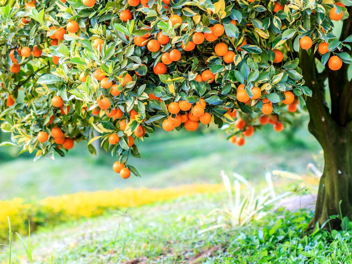 Мандарин Гарден Вьетнам