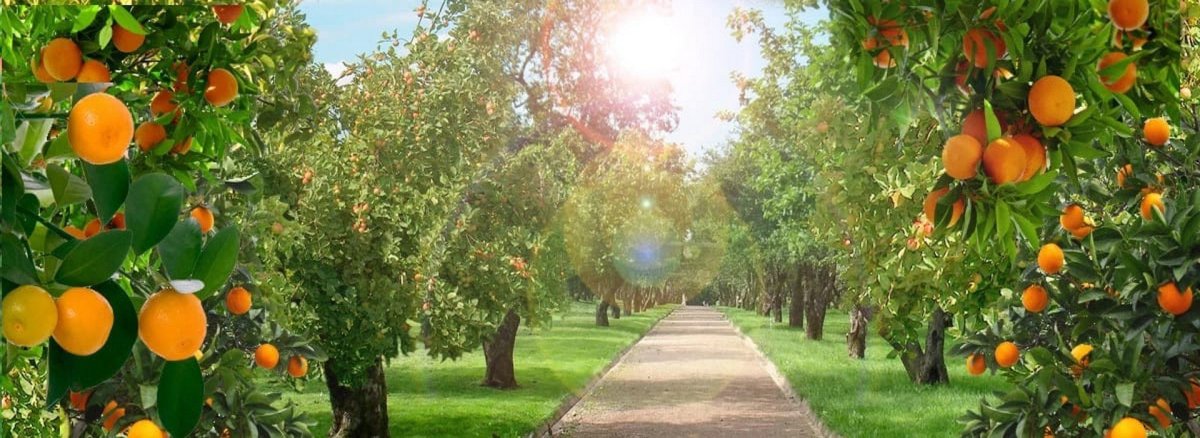 Фруктовое дерево нектарина