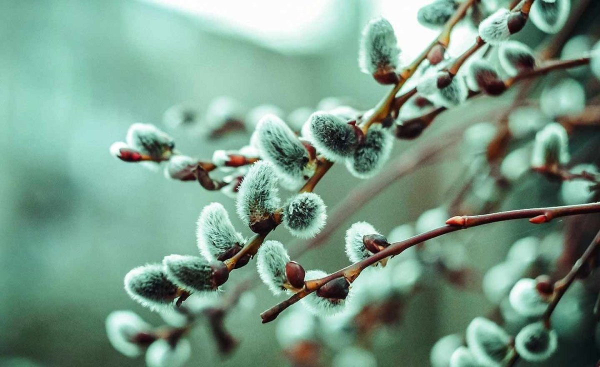 Верба красиво