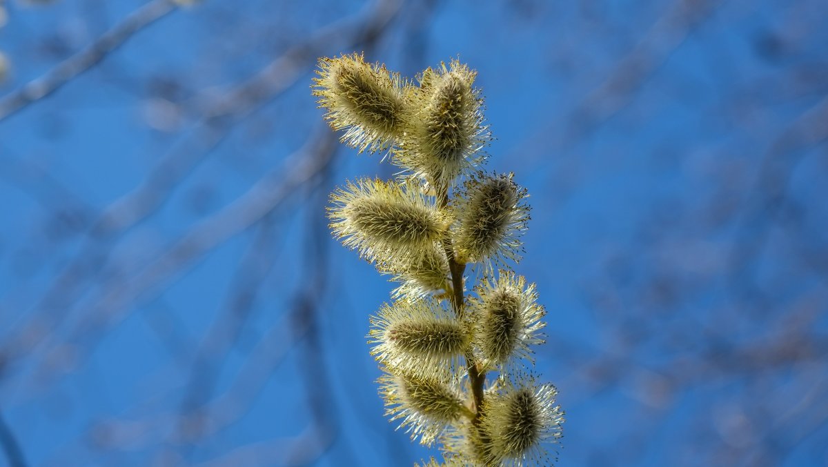 Весна Верба