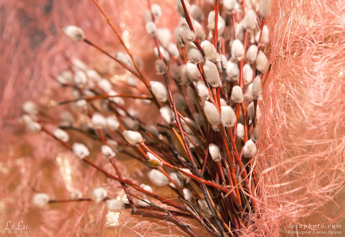 Обои на рабочий стол Верба весной