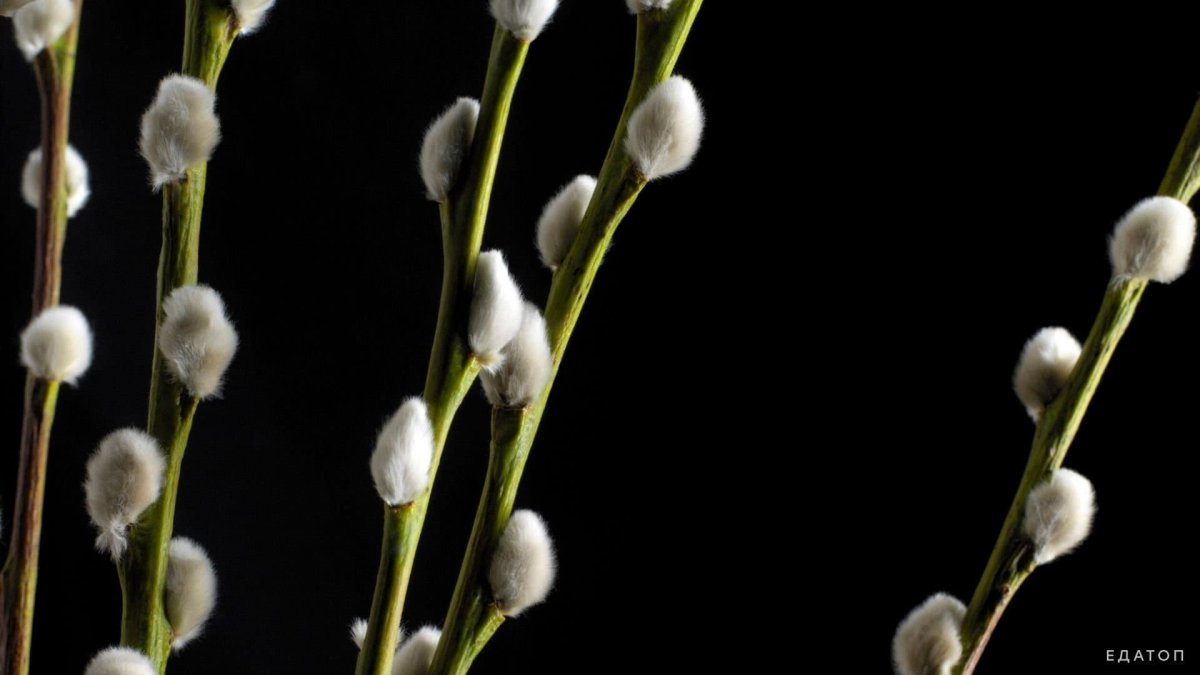 Весна Верба