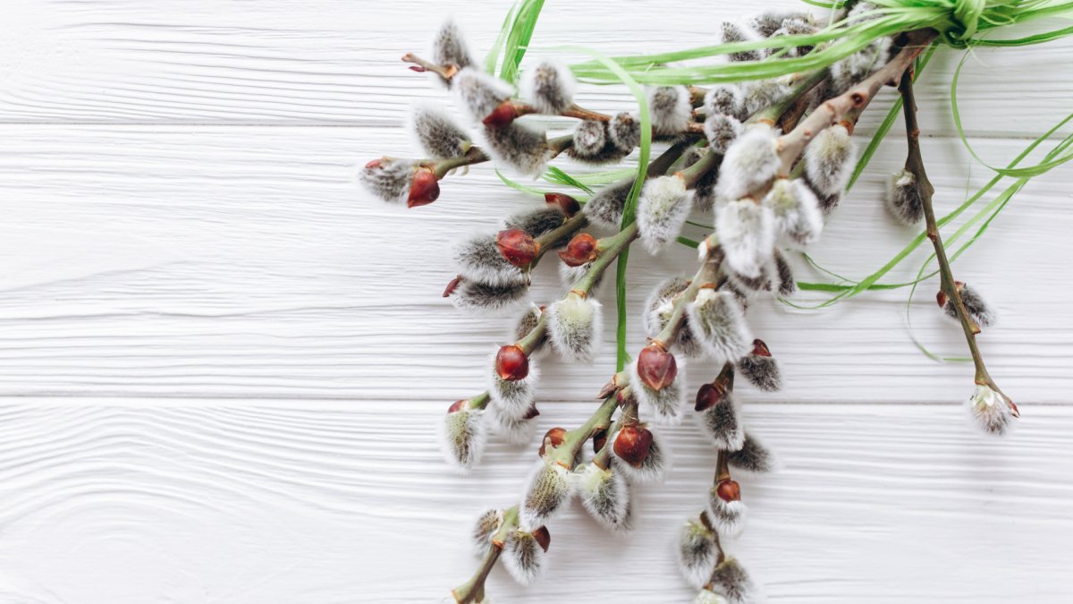 Природа Весенняя Верба