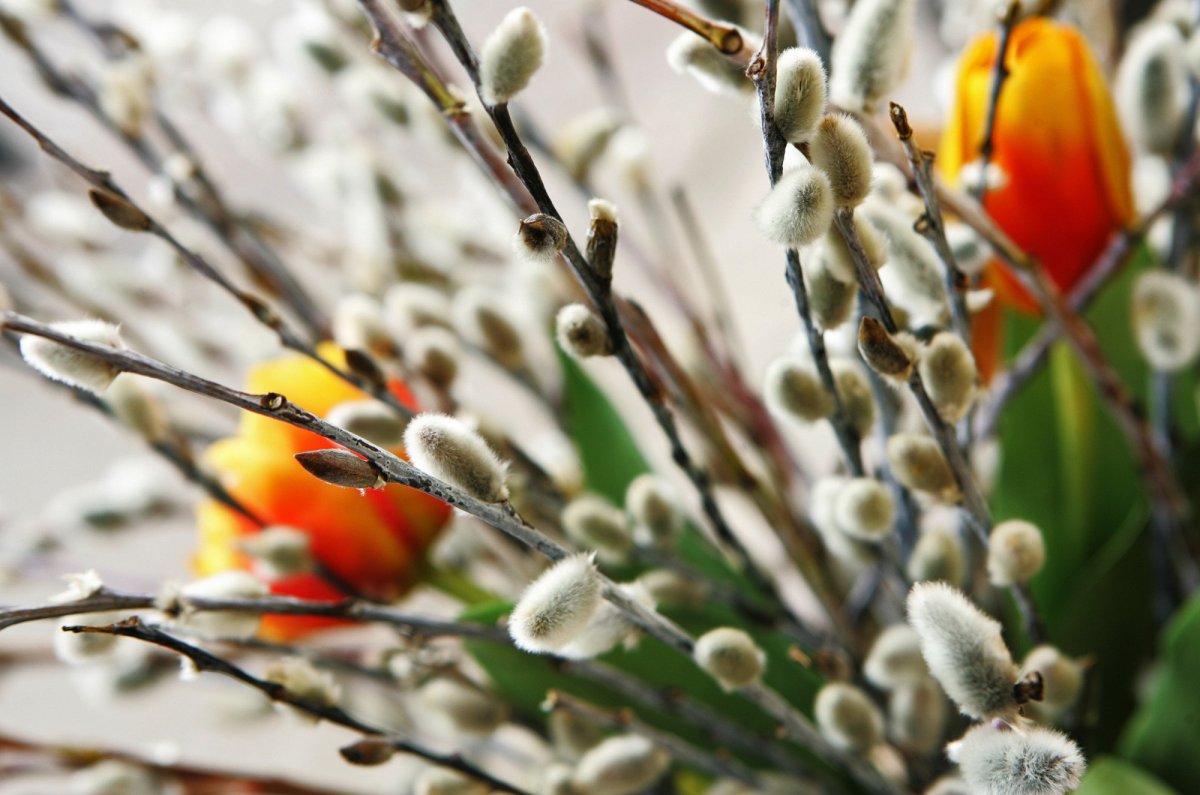 Верба листья