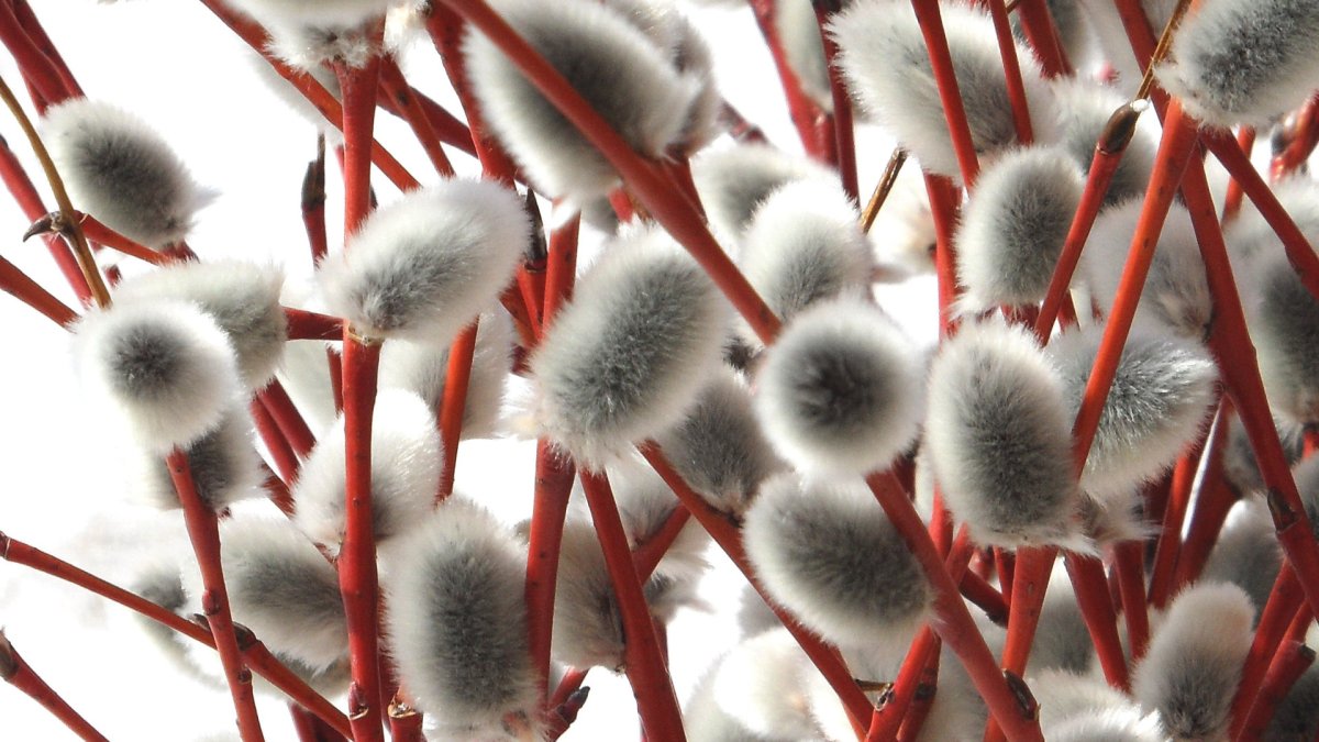 Белая Верба